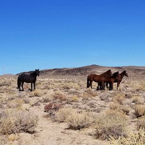 Meet your Posher, Patsy